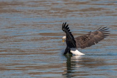 Amerikan Kel Kartalı, Conowingo Barajı 'nda balık avlamaya geliyor.