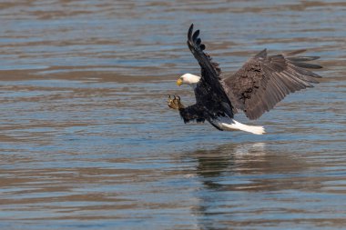 Amerikan Kel Kartalı, Conowingo Barajı 'nda balık avlamaya geliyor.