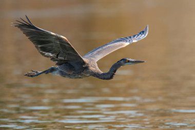 Mavi balıkçıl Susquehanna Nehri üzerinde uçuyor Maryland