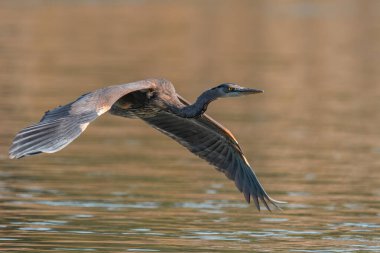 Mavi balıkçıl Susquehanna Nehri üzerinde uçuyor Maryland