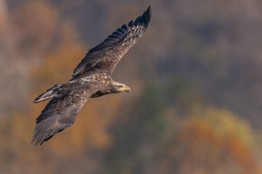 Islahevi Kel Kartalı Susquehanna Nehri üzerinde uçuyor
