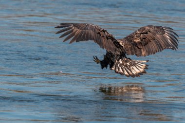 Genç kel kartal Conowingo Barajı 'nda balık avlamaya geliyor.