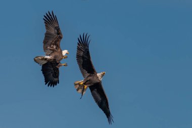 İki kel kartal havada bir balık için savaşıyor, Conowingo, MD, ABD