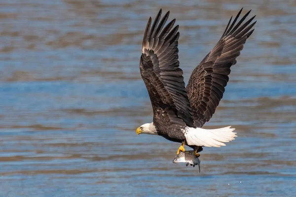 Amerikanischer Weißkopfseeadler Stürzt Sich Conowingo Damm Auf Einen Fisch — Stockfoto