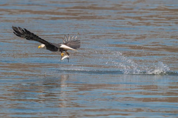 Американский Лысый Орёл Мчится Вниз Поймать Рыбу Дамбе Коновинго — стоковое фото