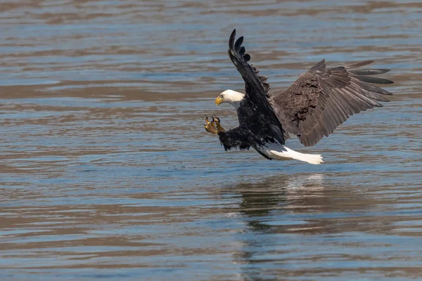 Amerikan Kel Kartalı, Conowingo Barajı 'nda balık avlamaya geliyor.