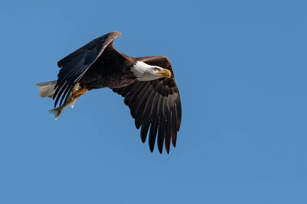 Skallig Örn Med Fisk Sina Talons Över Susquehanna Floden — Stockfoto