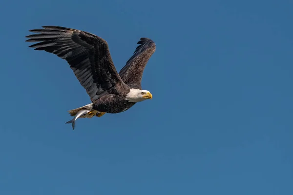 Águila Calva Con Pez Sus Garras Sobre Río Susquehanna —  Fotos de Stock