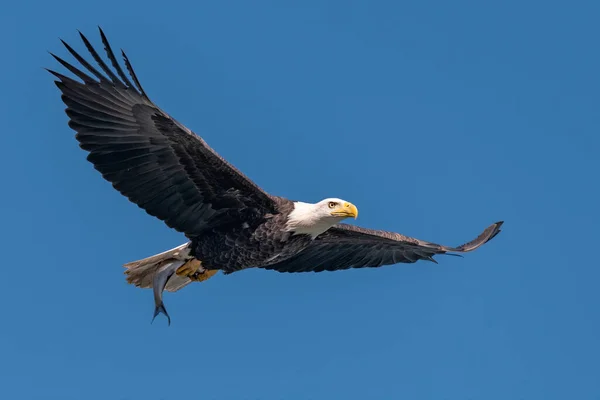 Pençelerinde Bir Balıkla Susquehanna Nehri Üzerinde Kel Kartal — Stok fotoğraf