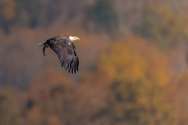 Kale Eagle Met Een Vis Zijn Klauwen Susquehanna Rivier — Stockfoto