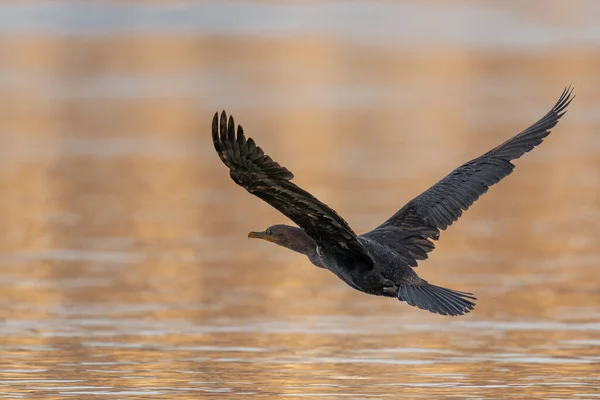 Kormoran Podwójnie Czubaty Latający Błękitnym Niebie Nad Rzeką Susquehanną — Zdjęcie stockowe