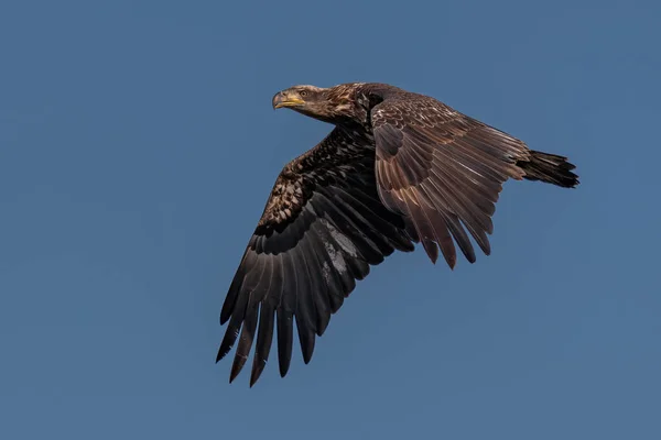 Águila Calva Juvenil Volando Cielo Azul Sobre Río Susquehanna — Foto de Stock