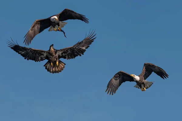 Tre Skalliga Örnar Slåss För Fisk Luften Conowingo Usa — Stockfoto