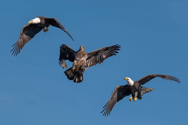 Tres Águilas Calvas Luchando Por Pez Aire Conowingo —  Fotos de Stock