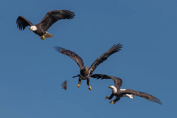 空中で魚のために戦う3羽のハゲ 米国Md Conowingo — ストック写真