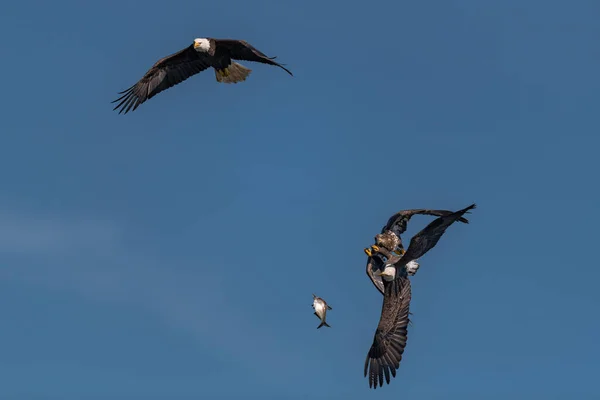 Tres Águilas Calvas Luchando Por Pez Aire Conowingo — Foto de Stock