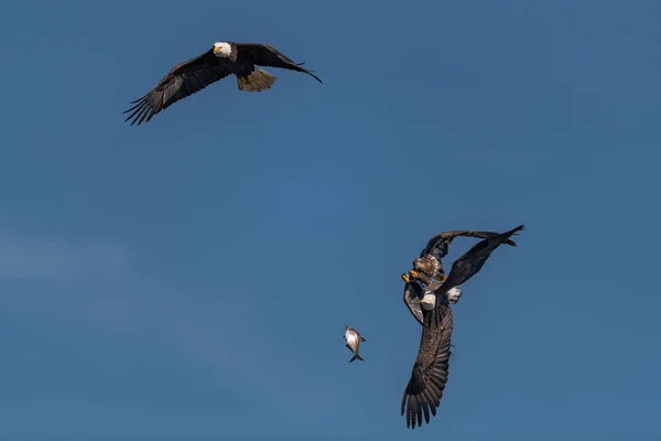 Tre Skalliga Örnar Slåss För Fisk Luften Conowingo Usa — Stockfoto