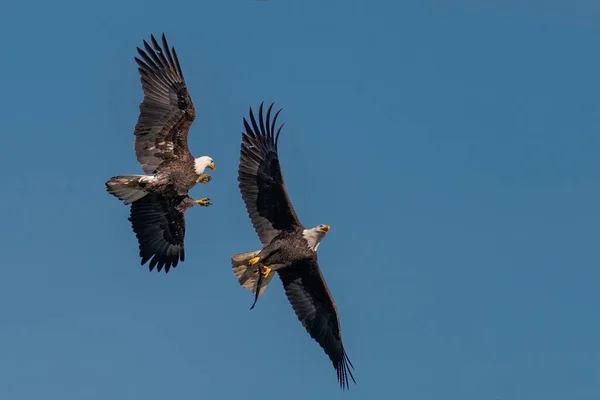Duas Águias Carecas Lutando Por Peixe Conowingo Eua — Fotografia de Stock