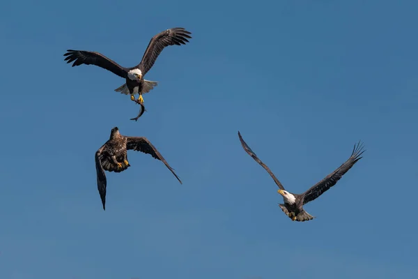 Tre Skalliga Örnar Slåss För Fisk Luften Conowingo Usa — Stockfoto