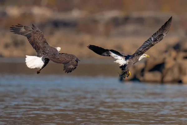 Zwei Weißkopfseeadler Kämpfen Der Luft Einen Fisch Conowingo Usa — Stockfoto