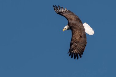 Kel Kartal Susquehanna Nehri üzerinde uçuyor