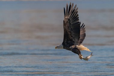 Amerikan Kel Kartalı, Conowingo Barajı 'nda balık avlamaya geliyor.