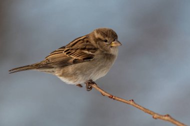 Amerikan ağaç serçesi güzel bir dala tünedi.