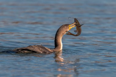 Susquehanna Nehri 'nde iki tepeli karabatak