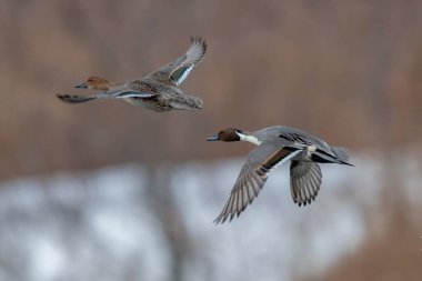 Kuzey Pintail çifti sulak arazi üzerinde uçuyor.