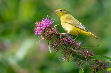 Sarı Warbler bahar göçü sırasında bir dala tünemiş.