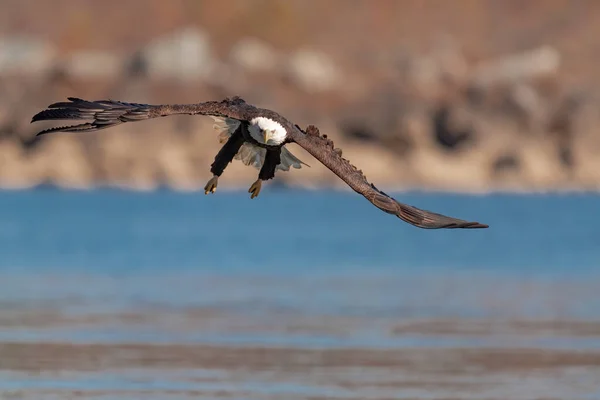 Weißkopfseeadler Fliegt Über Den Susquehanna River — Stockfoto