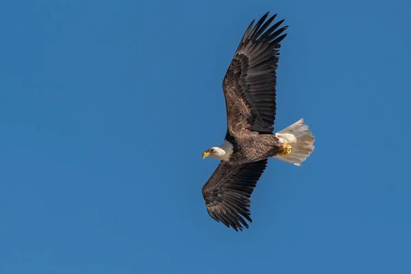 Kel Kartal Susquehanna Nehri Üzerinde Uçuyor — Stok fotoğraf