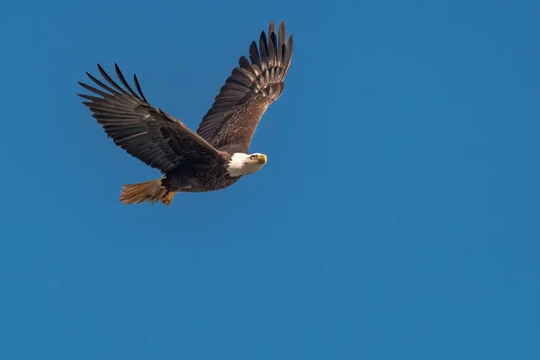 Águila Calva Volando Sobre Río Susquehanna — Foto de Stock