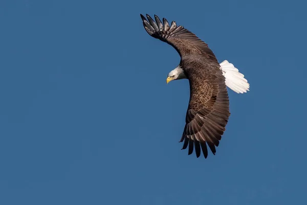 Kel Kartal Susquehanna Nehri Üzerinde Uçuyor — Stok fotoğraf