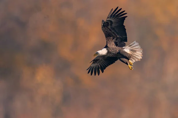 Bald Eagle Flying Susquehanna River — Stock Photo, Image