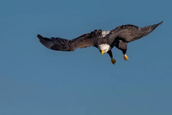 Kel Kartal Susquehanna Nehri Üzerinde Uçuyor — Stok fotoğraf