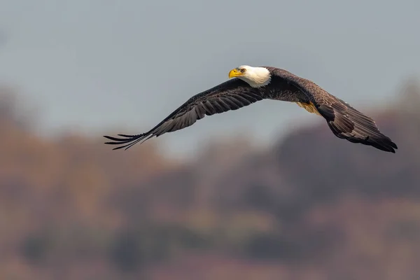 Bald Eagle Flying Susquehanna River — Stock Photo, Image