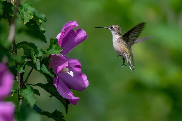 Belo Beija Flor Rodado Rubi Alimentando Uma Flor Selvagem — Fotografia de Stock