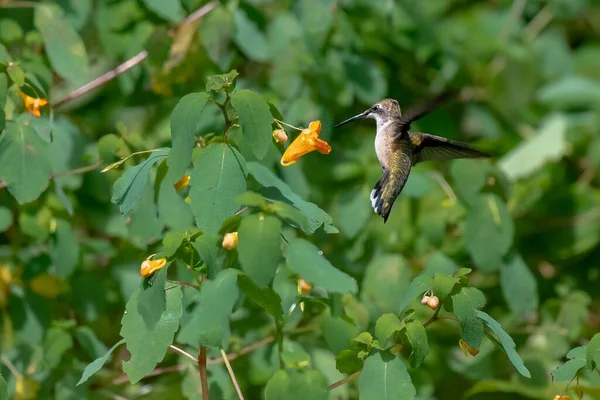 一只美丽的红宝石蜂鸟以野花为食 — 图库照片