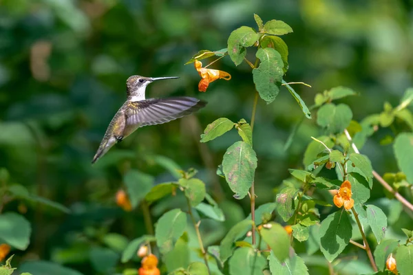 Belo Beija Flor Rodado Rubi Alimentando Uma Flor Selvagem — Fotografia de Stock