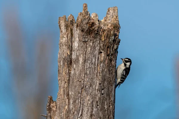 Uma Fêmea Downy Woodpecker Poleiro Membro Árvore — Fotografia de Stock