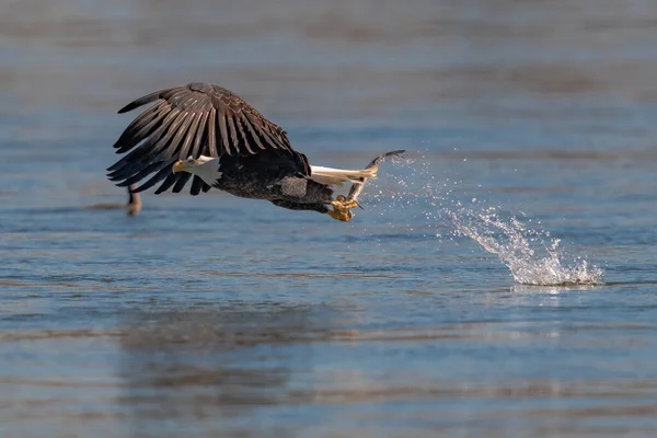 Águila Calva Americana Cayendo Para Agarrar Pez Presa Conowingo —  Fotos de Stock