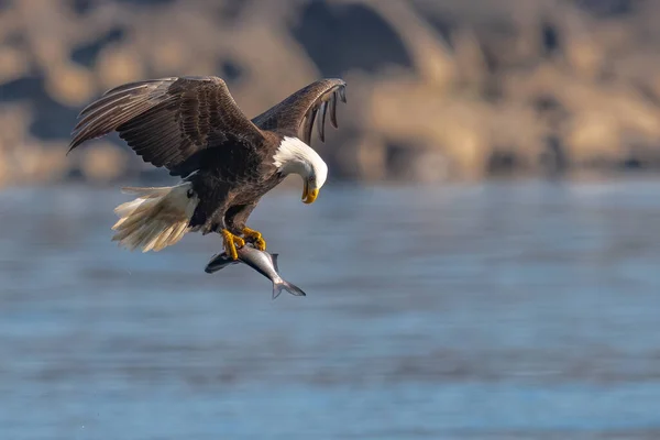 Águila Calva Americana Cayendo Para Agarrar Pez Presa Conowingo —  Fotos de Stock