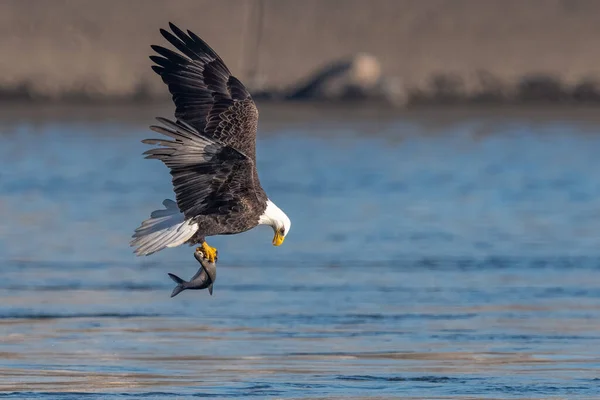 Amerikanischer Weißkopfseeadler Stürzt Sich Conowingo Damm Auf Einen Fisch — Stockfoto