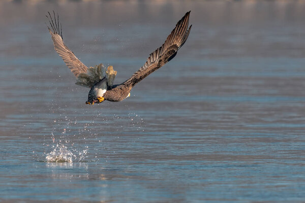 American bald eagle swooping down to grab a fish in conowingo dam