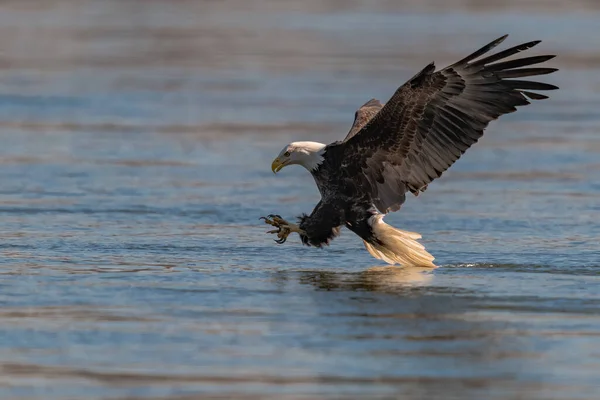 Águila Calva Americana Cayendo Para Agarrar Pez Presa Conowingo —  Fotos de Stock
