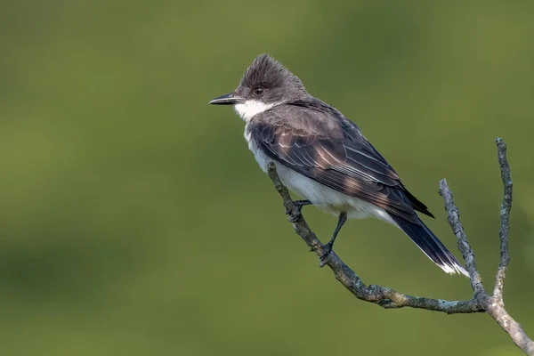 Wschodni Kingbird Siedzi Gołej Gałęzi — Zdjęcie stockowe