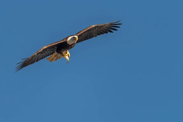 Skallig Örn Med Fisk Sina Talons Över Susquehanna Floden — Stockfoto