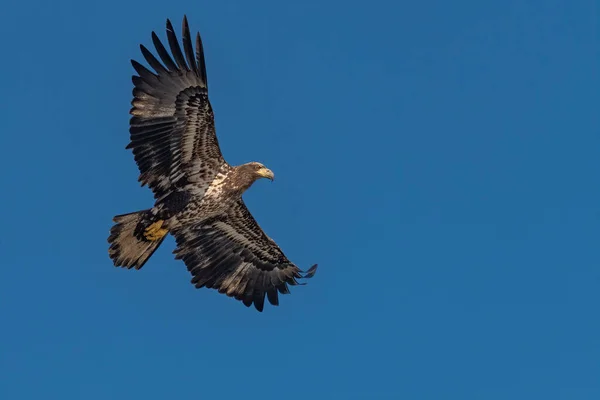 Águila Calva Juvenil Volando Cielo Azul Sobre Río Susquehanna — Foto de Stock