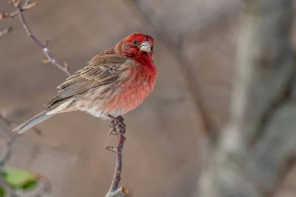 Mužský Dům Finch Sedí Větvi — Stock fotografie